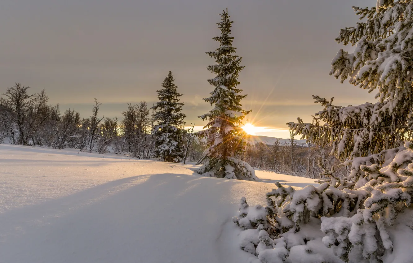 Photo wallpaper winter, the sky, the sun, rays, snow, trees, sunset, spruce