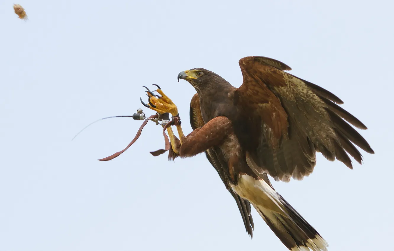Photo wallpaper bird, flight, eagle, training