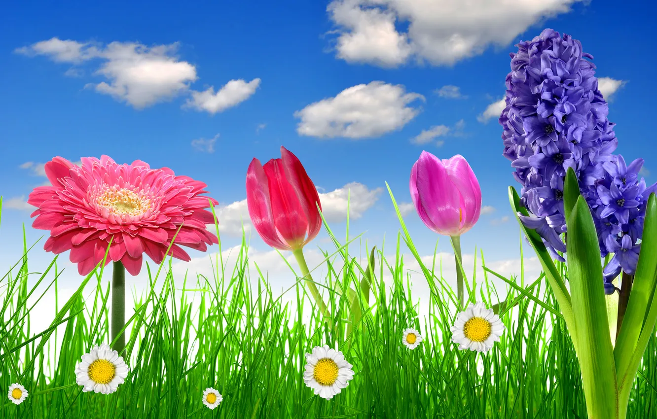 Photo wallpaper the sky, grass, flowers, chamomile, spring, colorful, meadow, tulips