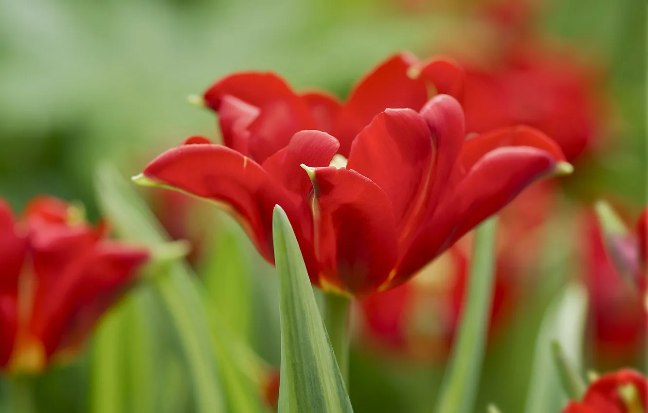 Photo wallpaper red, background, tulips