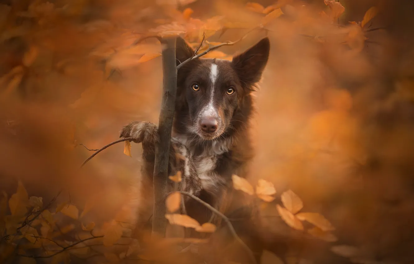 Photo wallpaper autumn, look, leaves, tree, dog, bokeh, The border collie