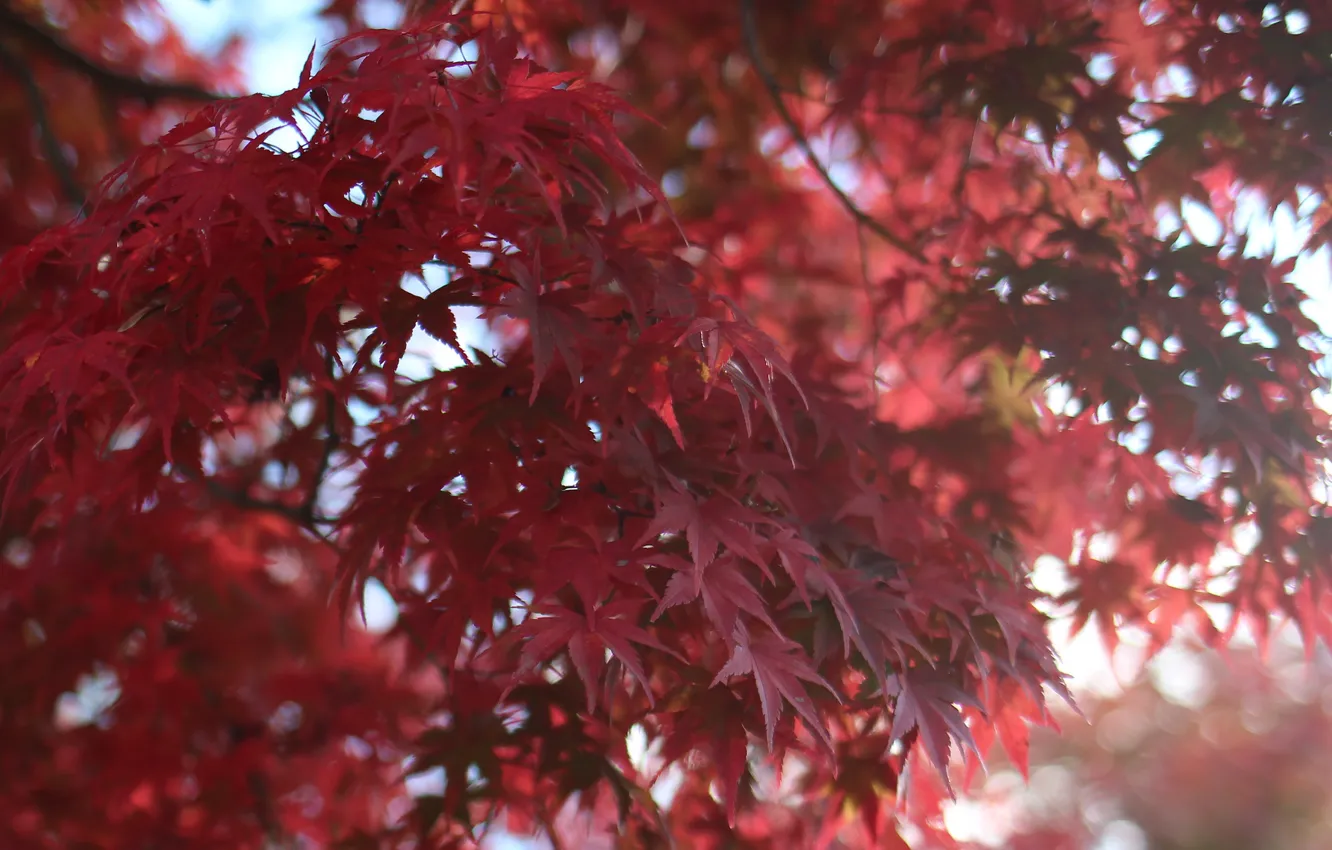Photo wallpaper leaves, macro, Tree, blur, red, maple