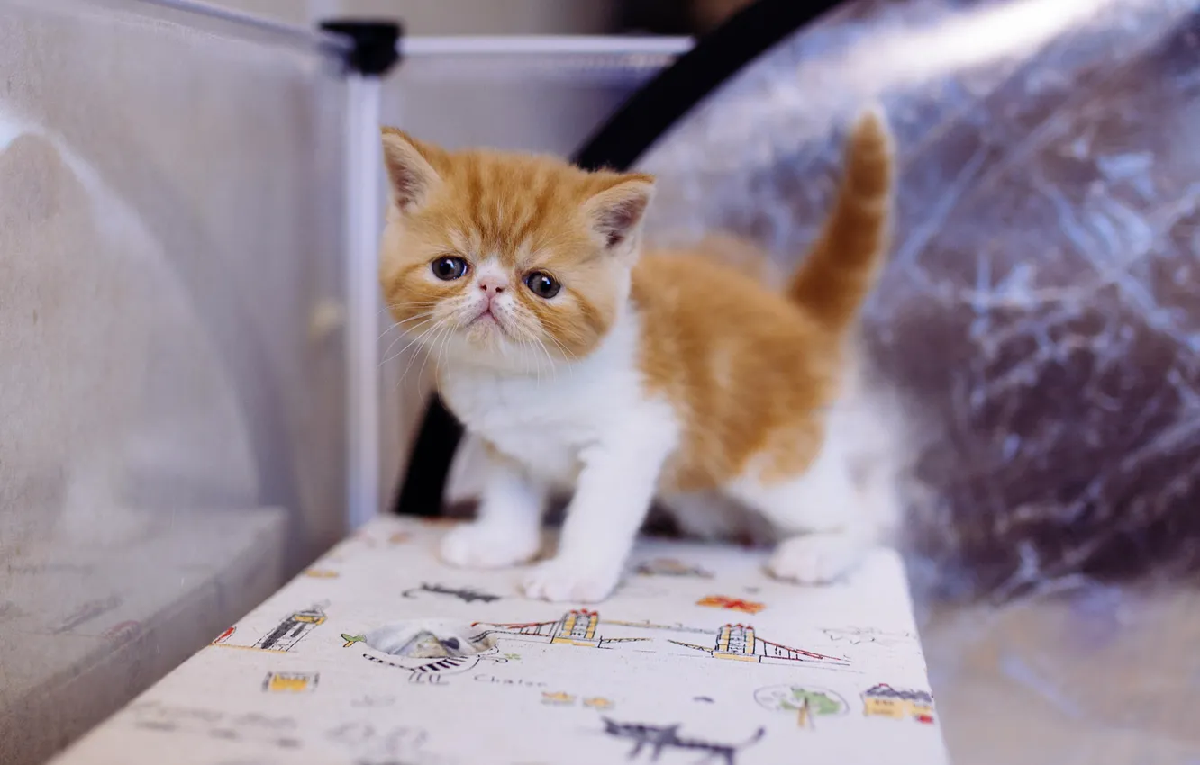 Photo wallpaper cat, cat, table, background, small, baby, muzzle, red