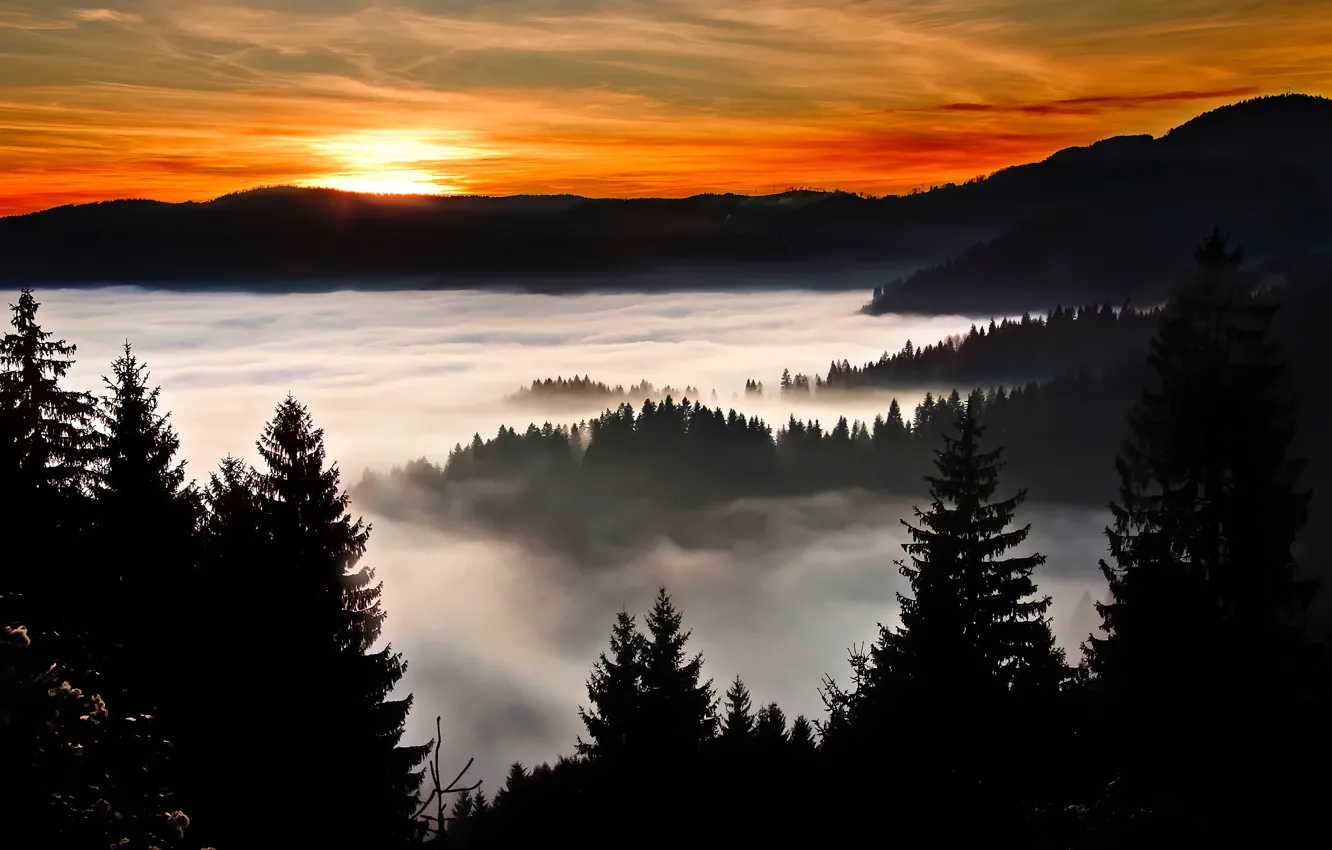 Photo wallpaper forest, the sky, the sun, clouds, trees, sunset, fog, silhouette