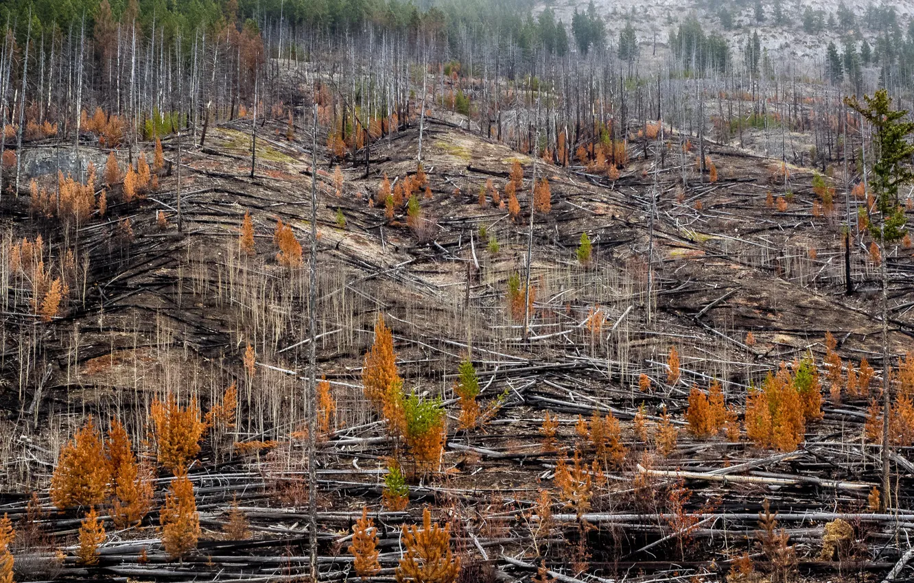 Photo wallpaper autumn, forest, nature