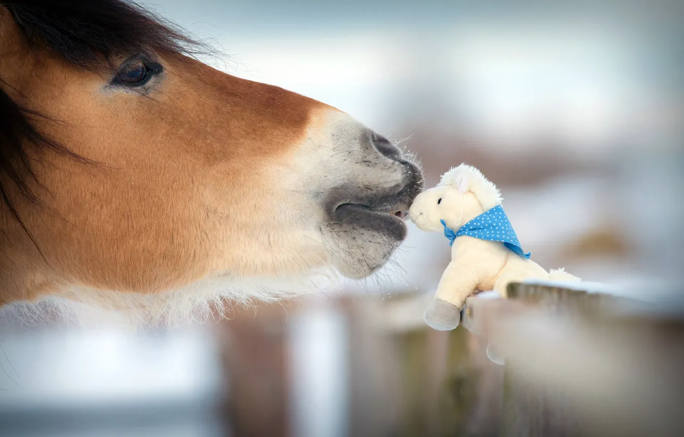 Photo wallpaper winter, nature, kindness, horse, tenderness, toy, the fence, blur