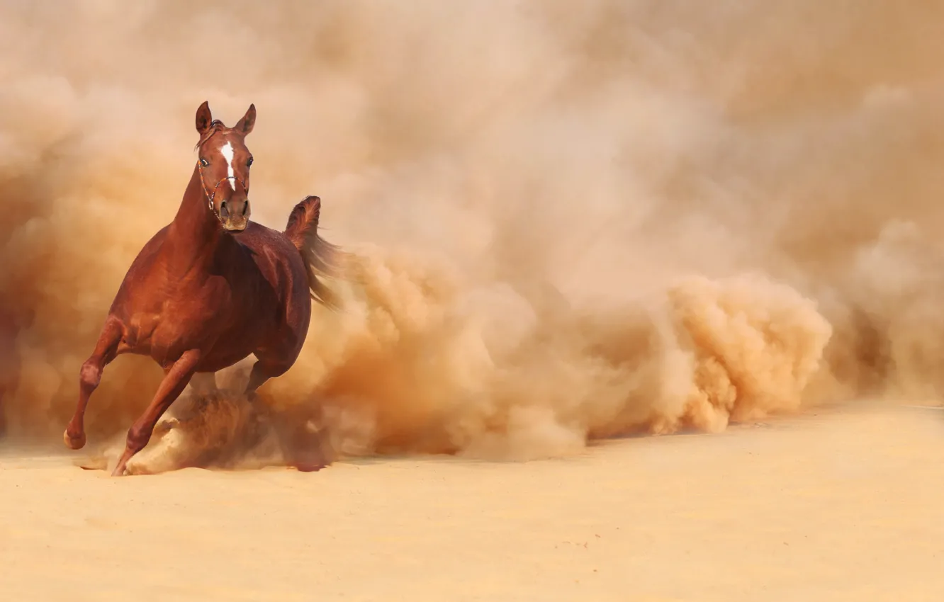 Photo wallpaper sand, horse, horse, dust, running, runs