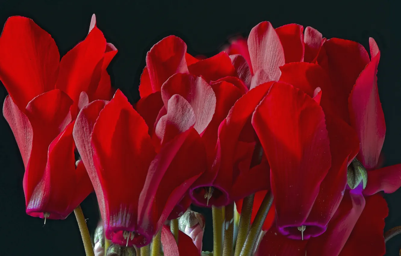 Photo wallpaper macro, red, cyclamen