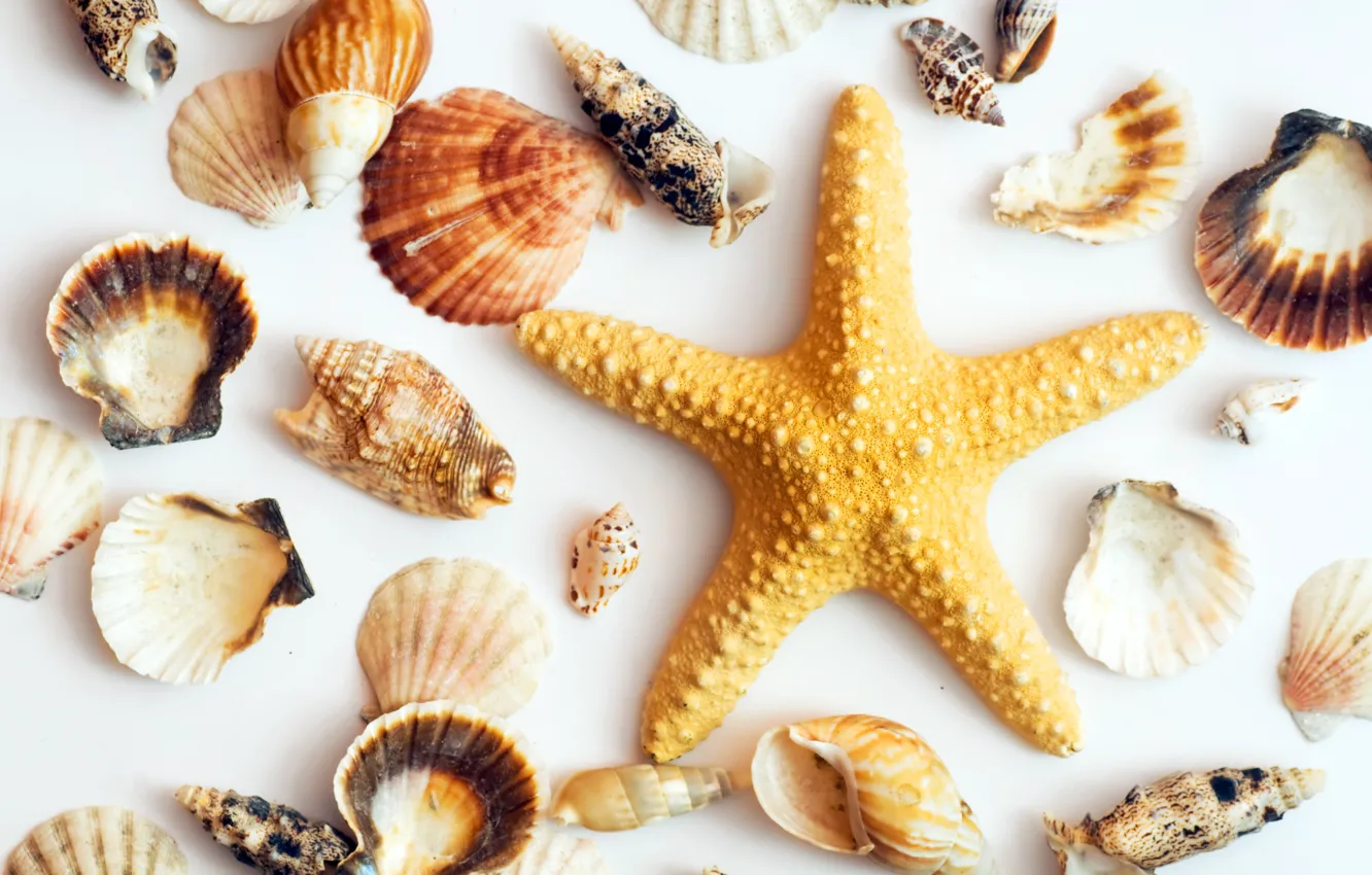 Photo wallpaper white background, shell, starfish