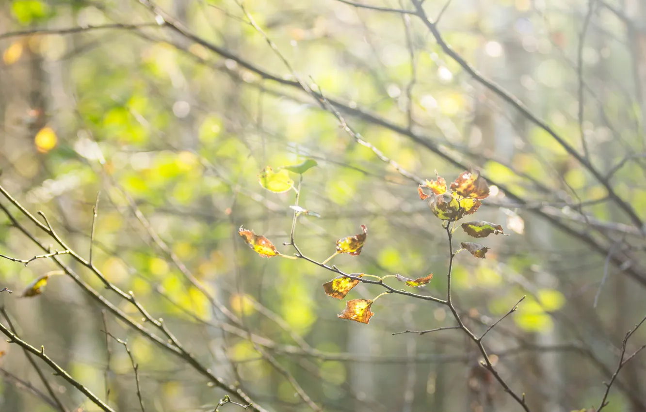 Photo wallpaper autumn, forest, leaves, macro, trees, foliage, autumn forest, early autumn