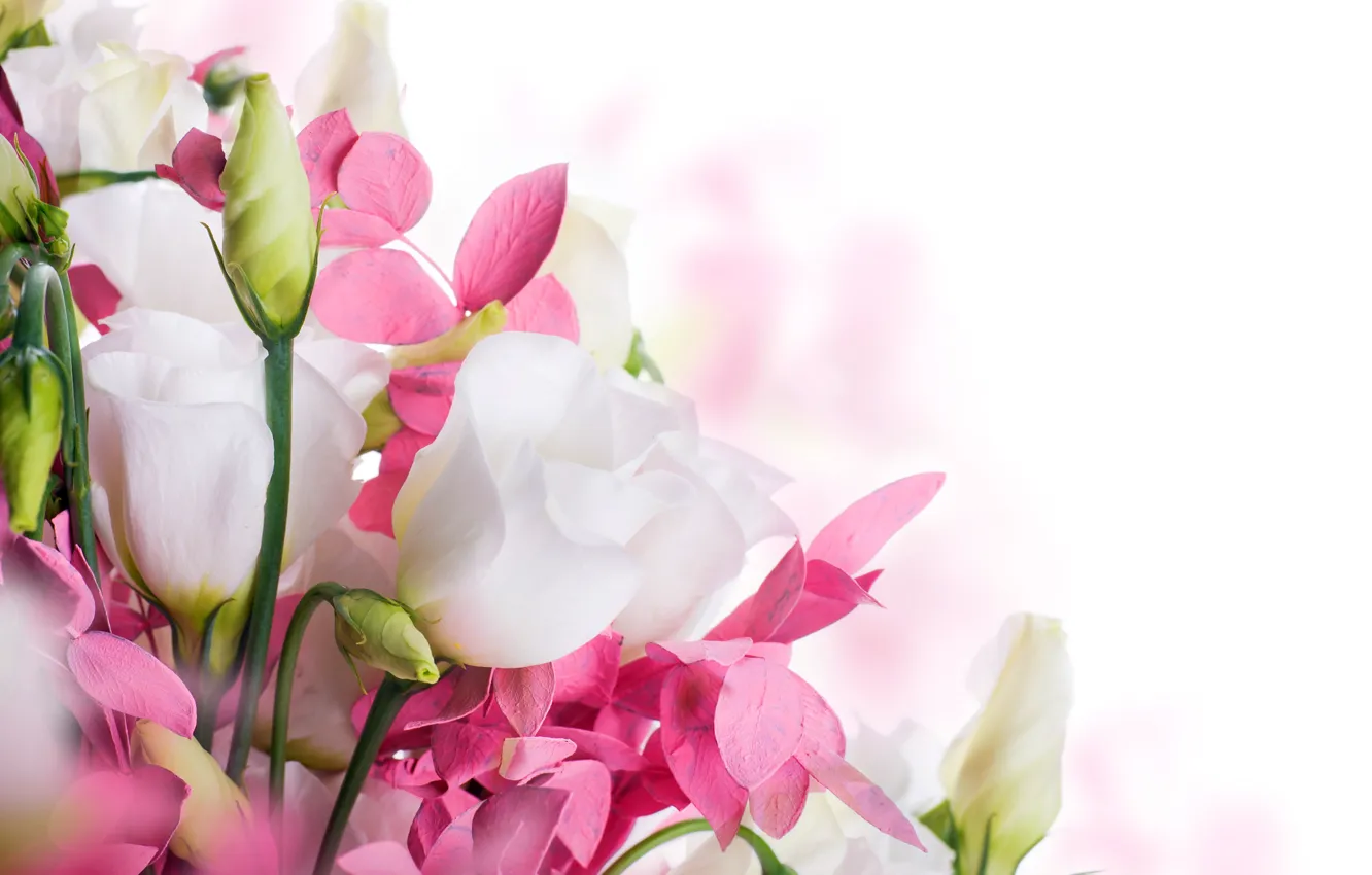Photo wallpaper spring, white, buds, flowering, pink, blossom, flowers, beautiful