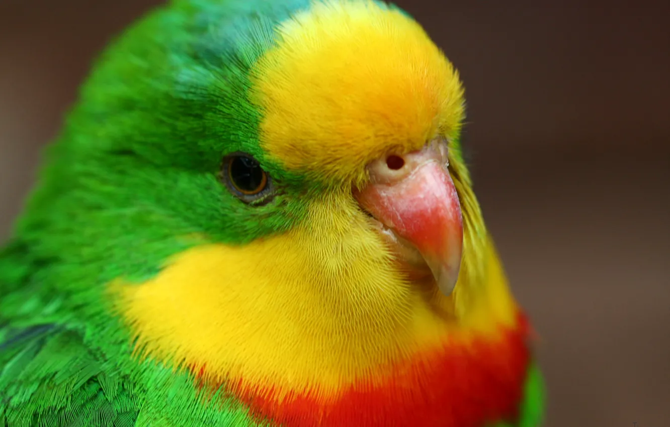 Photo wallpaper bird, parrot, pretty