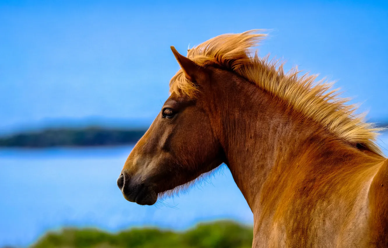 Photo wallpaper face, nature, horse, horse, profile, pond, chestnut, blue sky