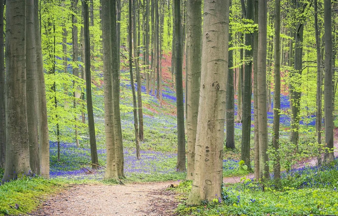 Photo wallpaper forest, light, trees, flowers, nature, glade, spring, bells