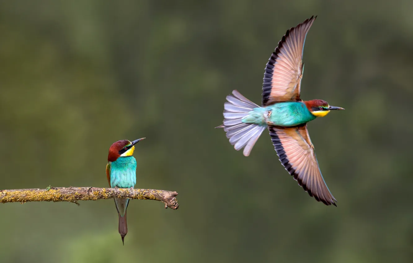 Photo wallpaper birds, background, branch, flight, bee-eaters