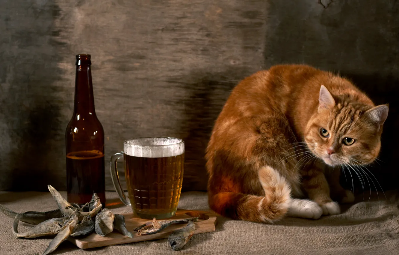 Photo wallpaper cat, wall, bottle, beer, fish, red, burlap, suspicious