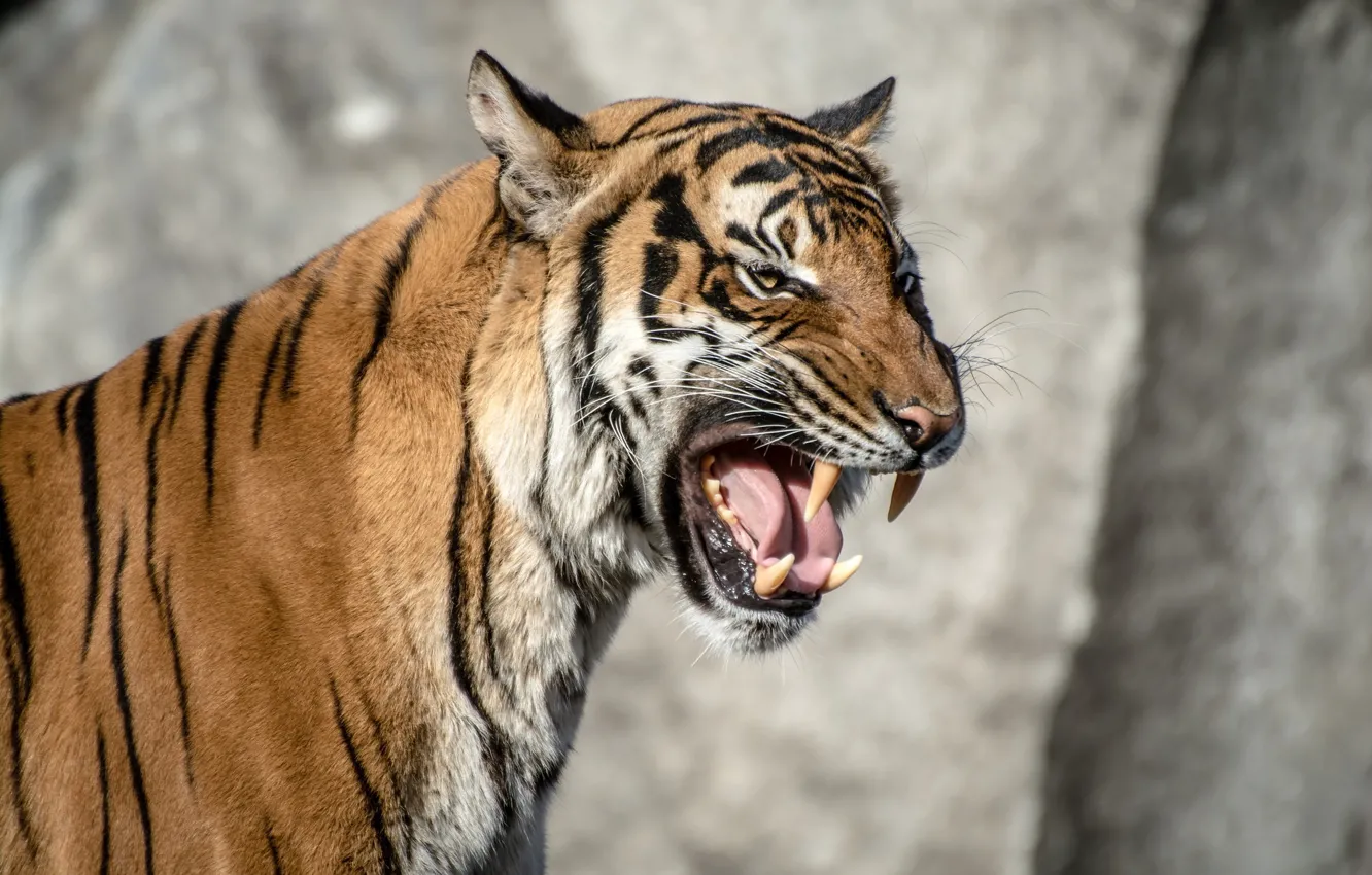 Photo wallpaper language, face, strips, tiger, anger, predator, rage, mouth