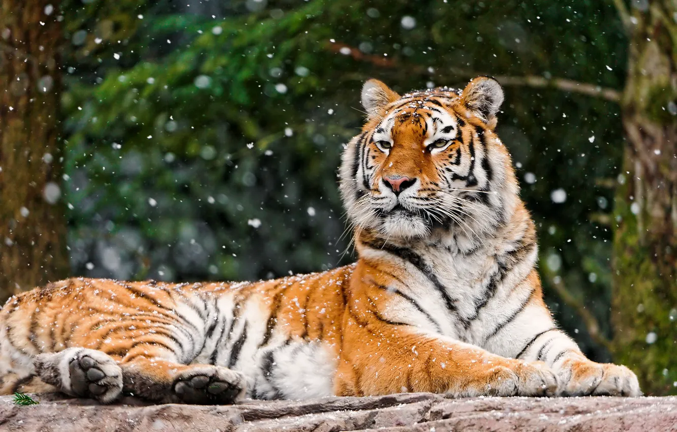 Photo wallpaper winter, forest, face, snow, tiger, background, stone, lies