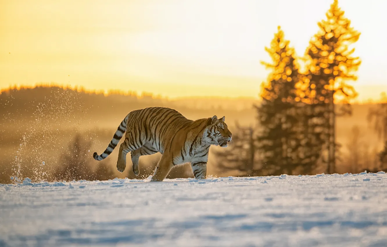 Photo wallpaper winter, field, forest, light, snow, tiger, running, walk