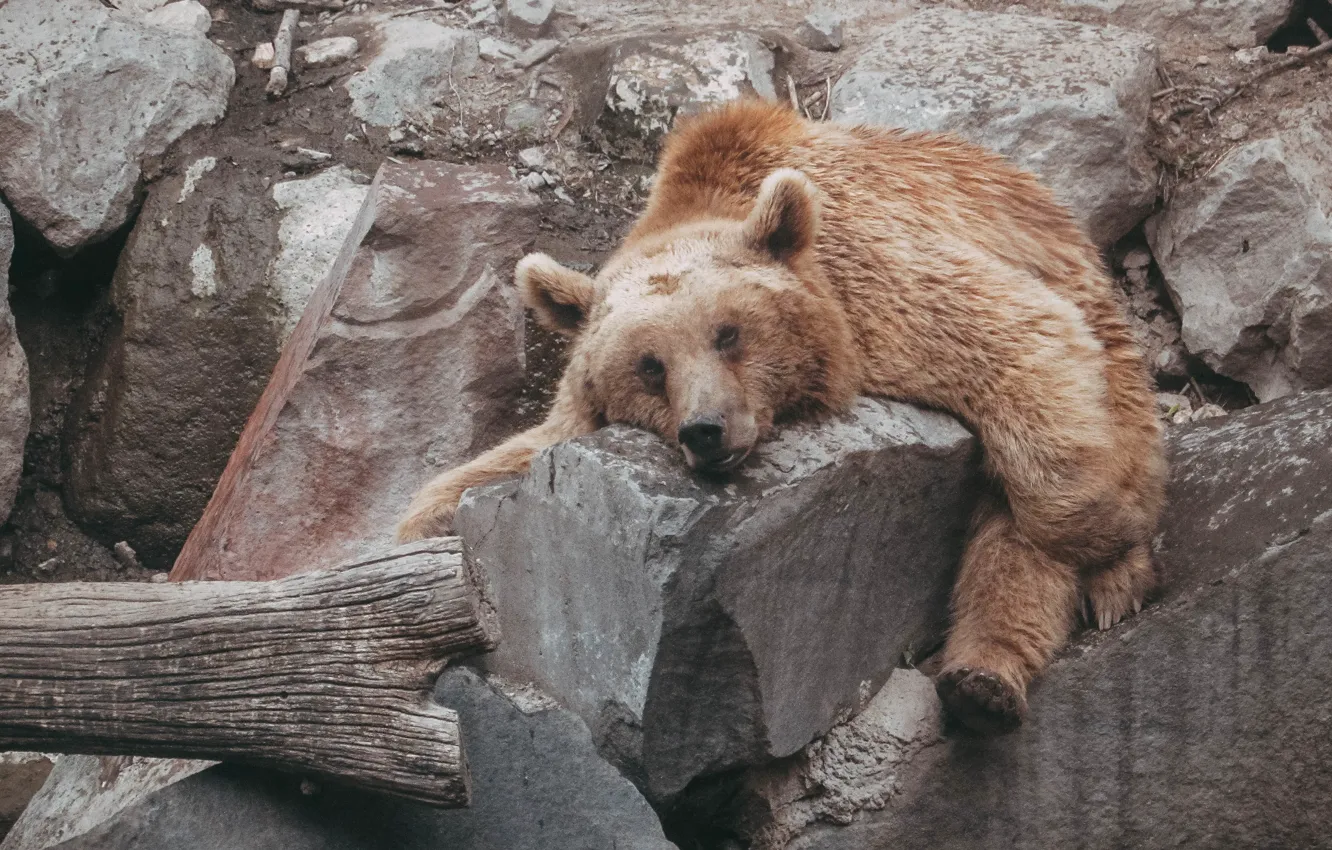 Photo wallpaper animal, bear, bear, animals, zoo, brown, zoo