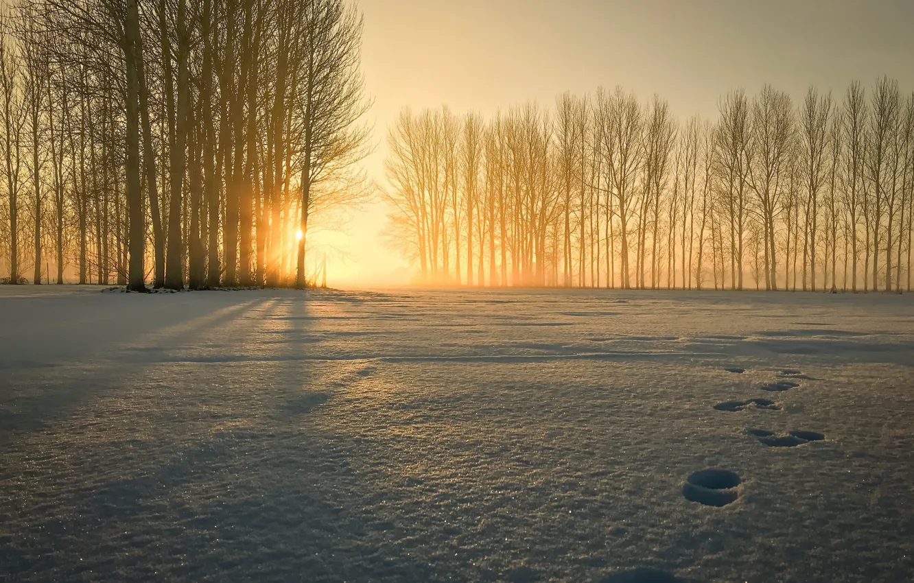 Photo wallpaper cold, winter, light, morning