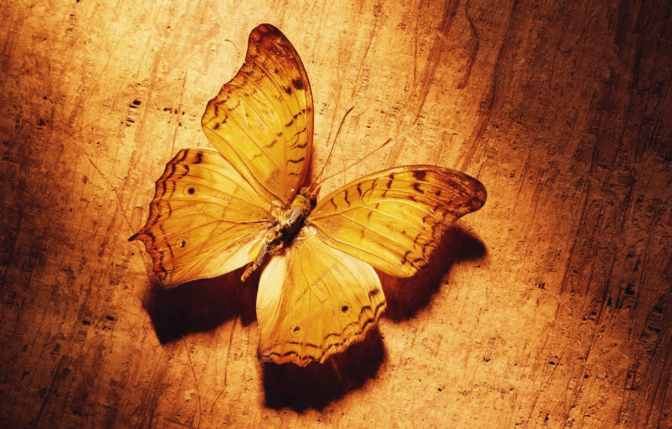 Photo wallpaper yellow, Butterfly