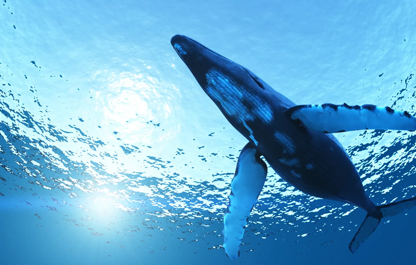 Photo wallpaper sea, glare, humpback whale, megaptera novaeangliae