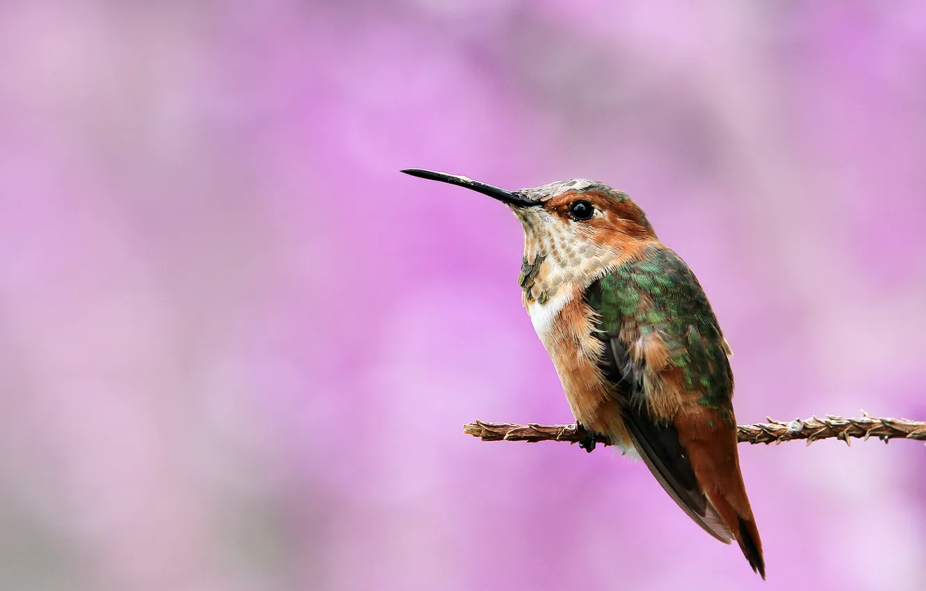 Photo wallpaper branches, background, bird, Hummingbird, a twig