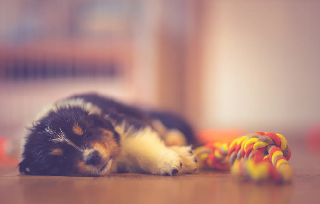 Photo wallpaper home, dog, puppy