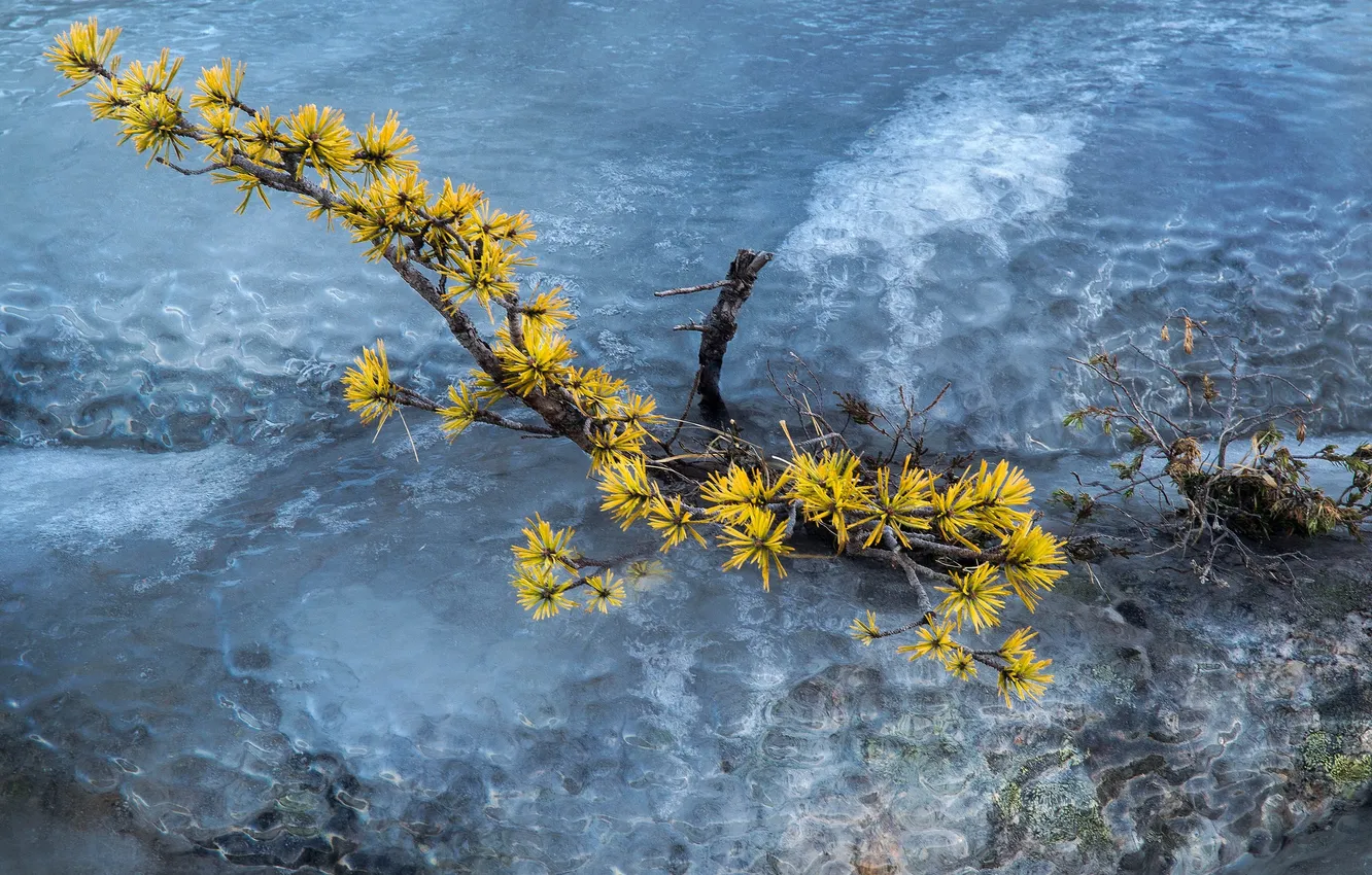 Photo wallpaper ice, winter, branches, river