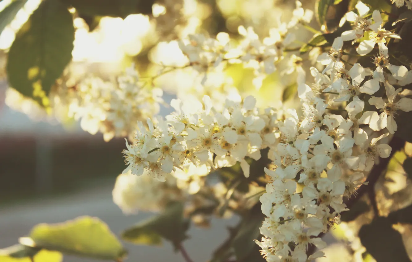 Photo wallpaper light, sunset, spring, cream, cherry, mgci