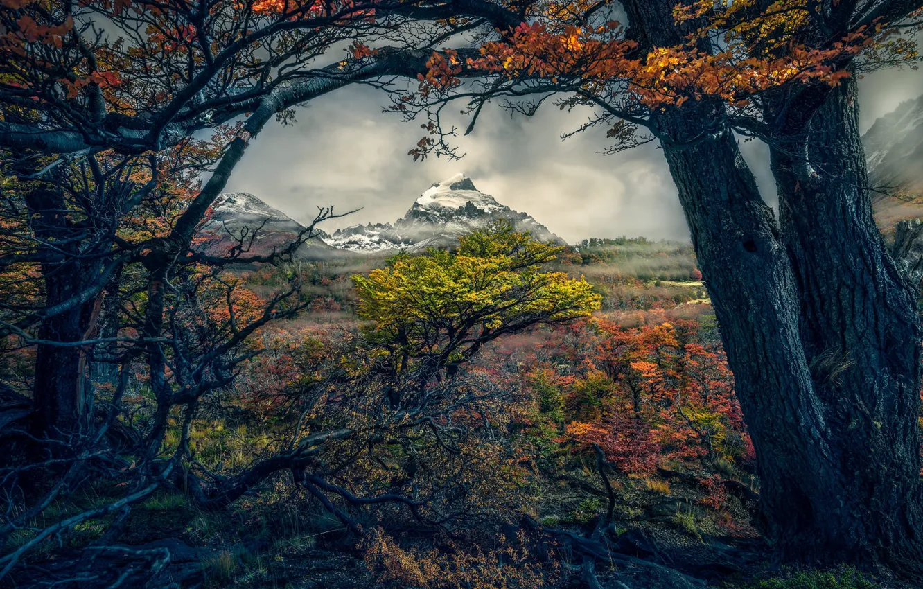 Photo wallpaper shrub, mountains, overcast, rocks, branches, autumn, clouds, clouds