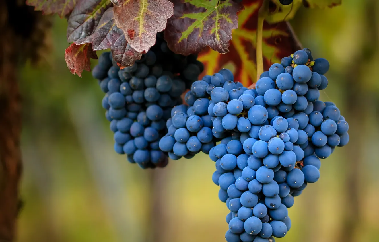 Photo wallpaper berries, food, grapes