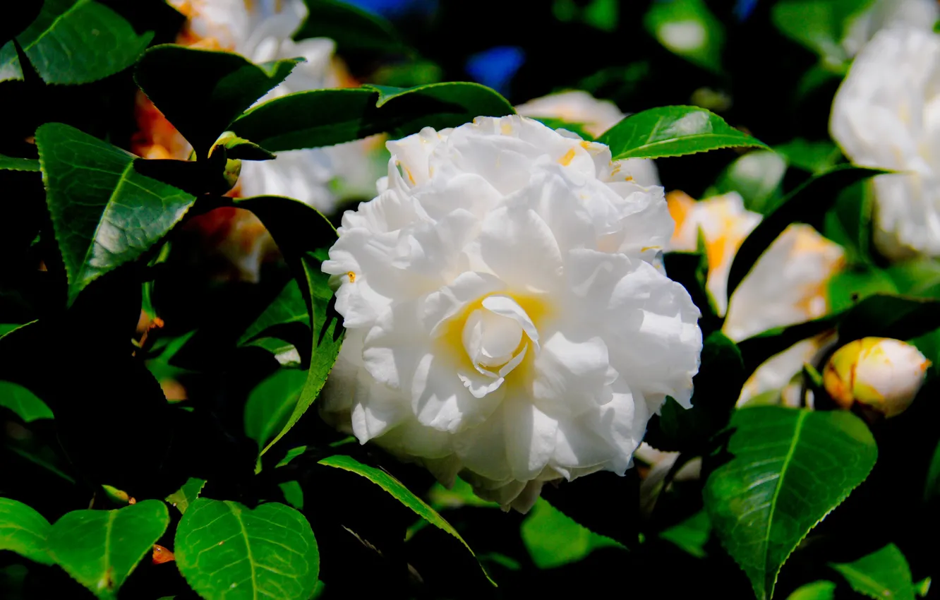 Photo wallpaper summer, flowers, flowering, the bushes, Camellia