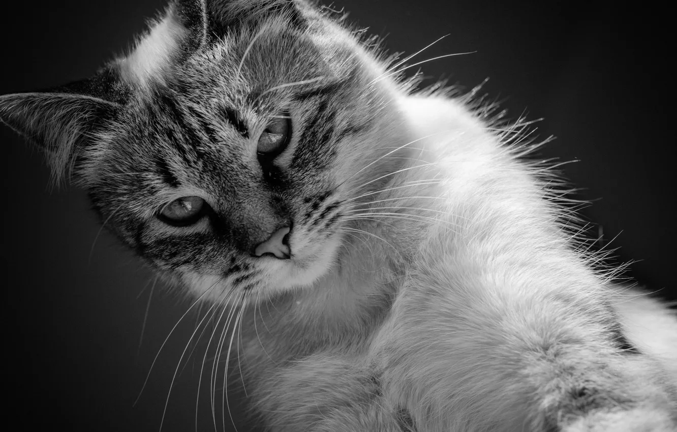 Photo wallpaper cat, cat, black and white, kitty, monochrome, cat