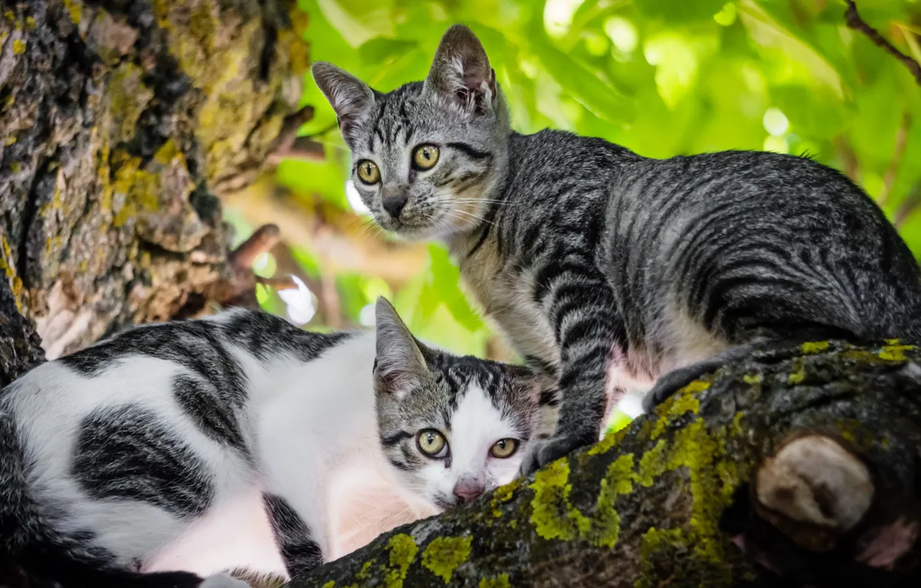 Photo wallpaper greens, cat, cat, trees, foliage, two, pair, kitty
