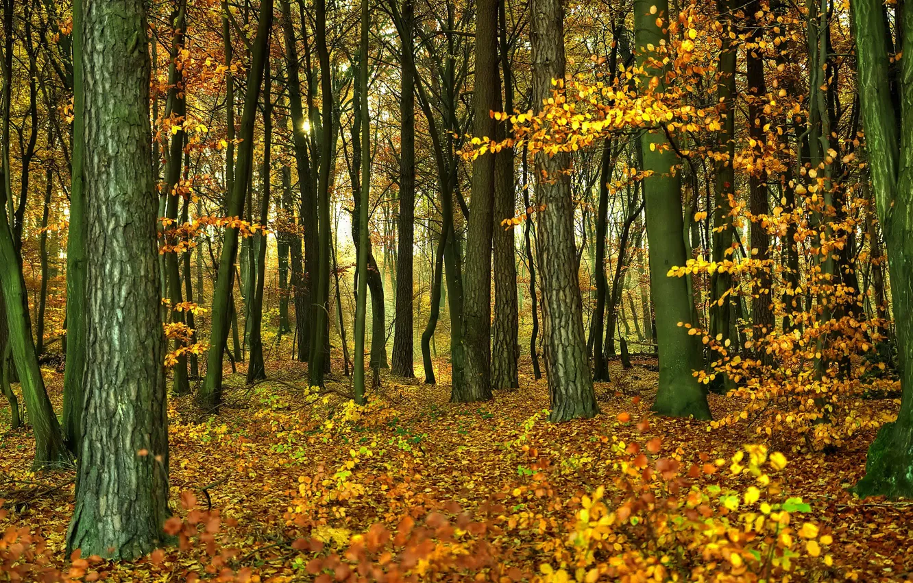 Photo wallpaper autumn, forest, foliage, forest