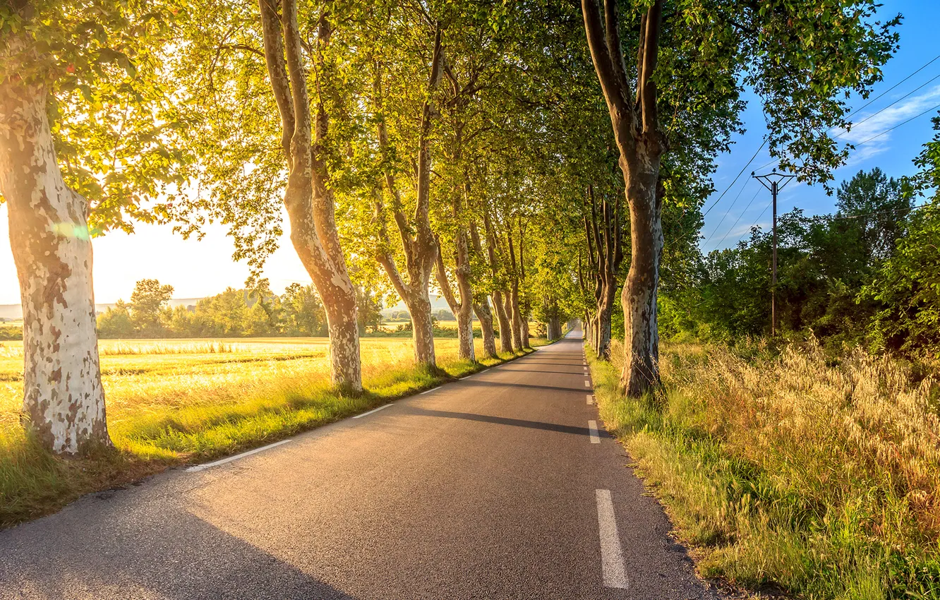 Photo wallpaper road, greens, summer, grass, the sun, light, trees