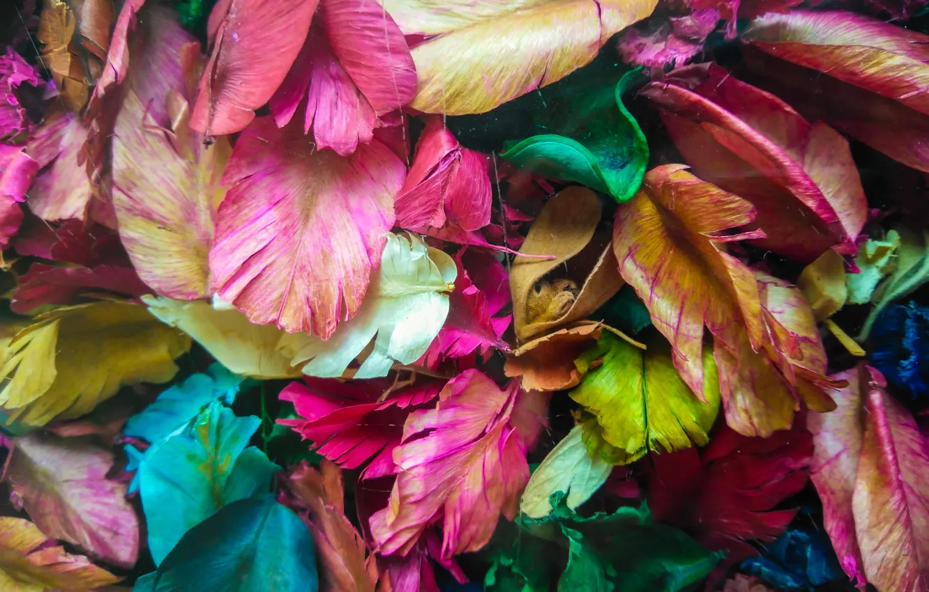 Photo wallpaper leaves, petals, colorful, dry, leaves, purple, petals