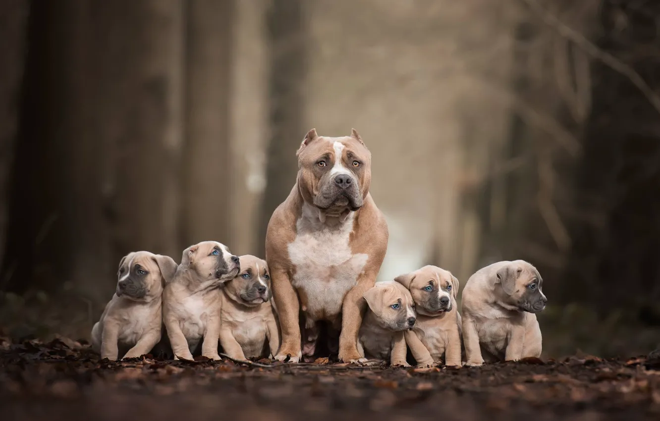 Photo wallpaper dogs, puppies, family portrait, Pit bull terrier