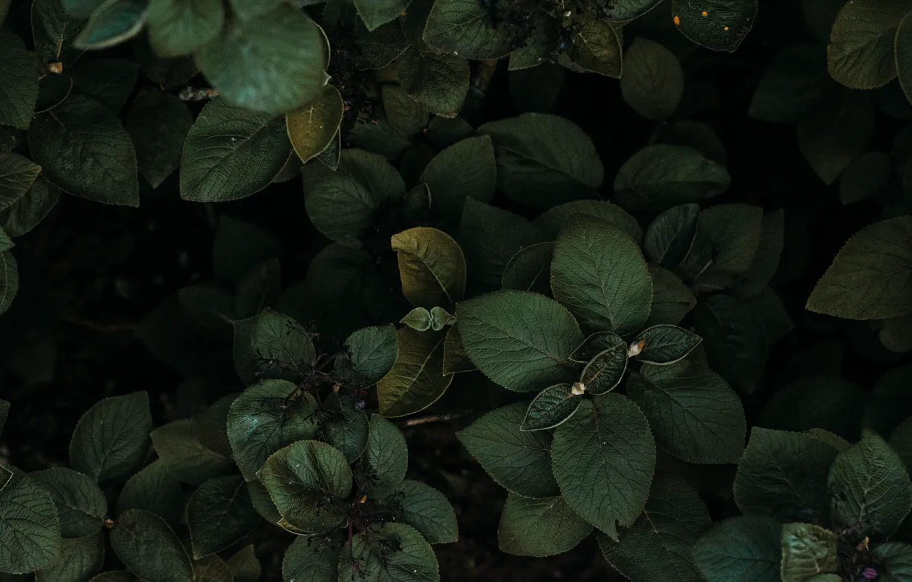 Photo wallpaper leaves, freshness, nature, green, green, plant, close-up, nature