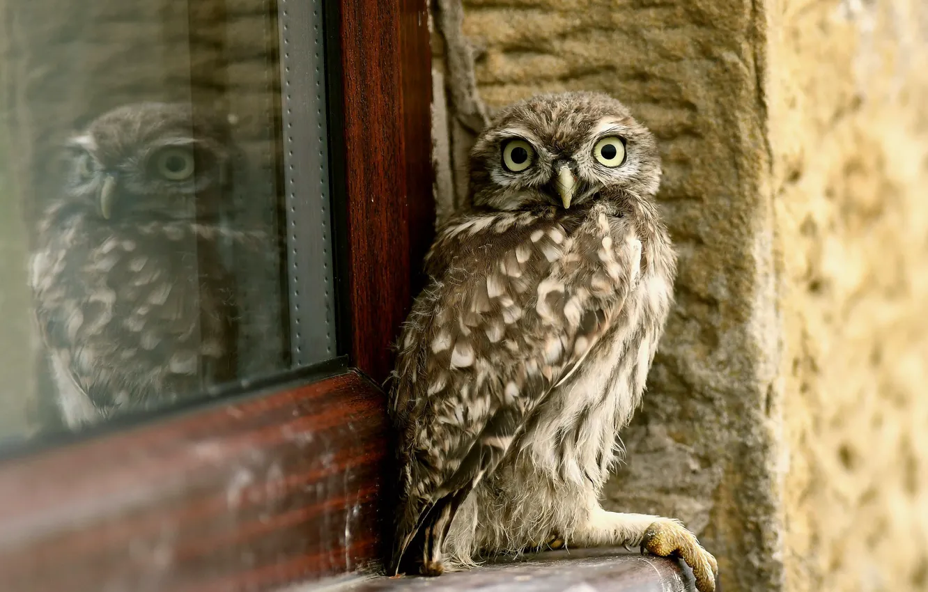 Photo wallpaper house, owl, bird, window