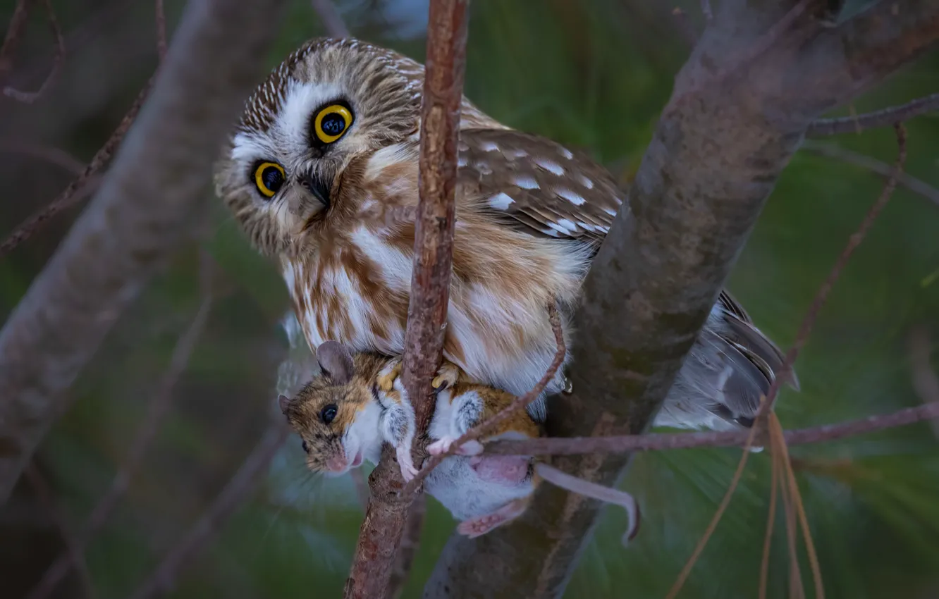 Photo wallpaper owl, bird, mining, rodent, owl