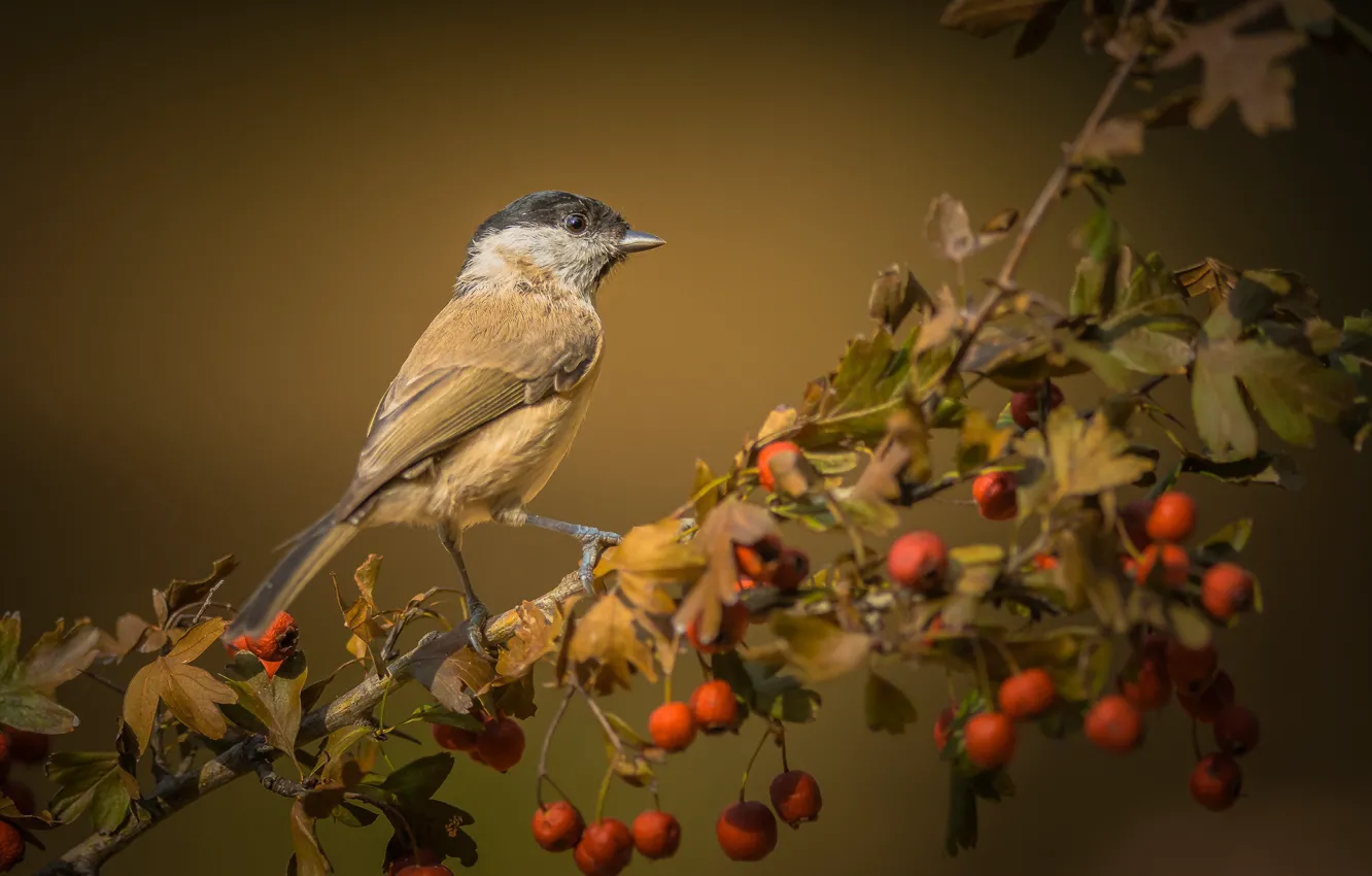 Photo wallpaper autumn, bird, branch