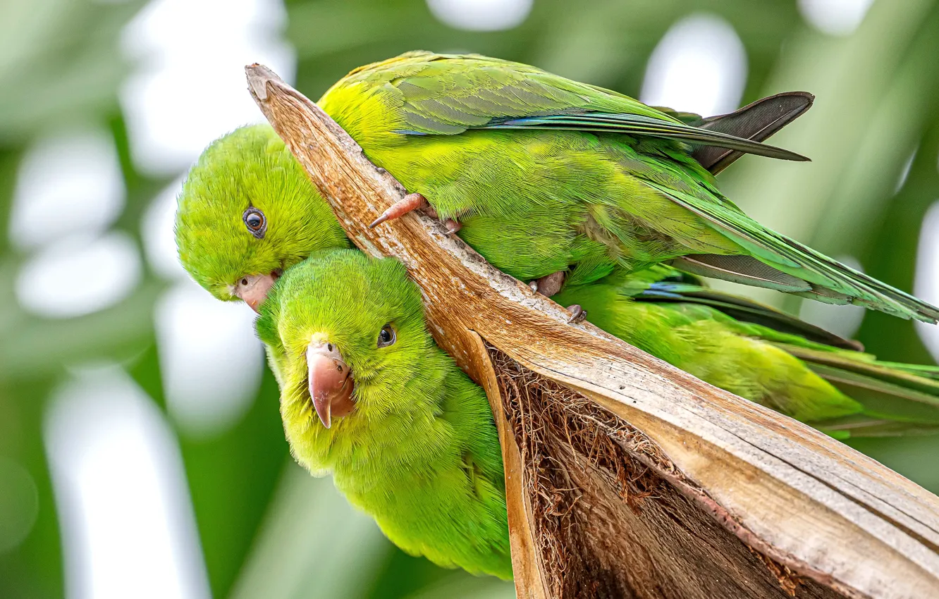 Photo wallpaper bird, parrot, a couple, Budgerigars