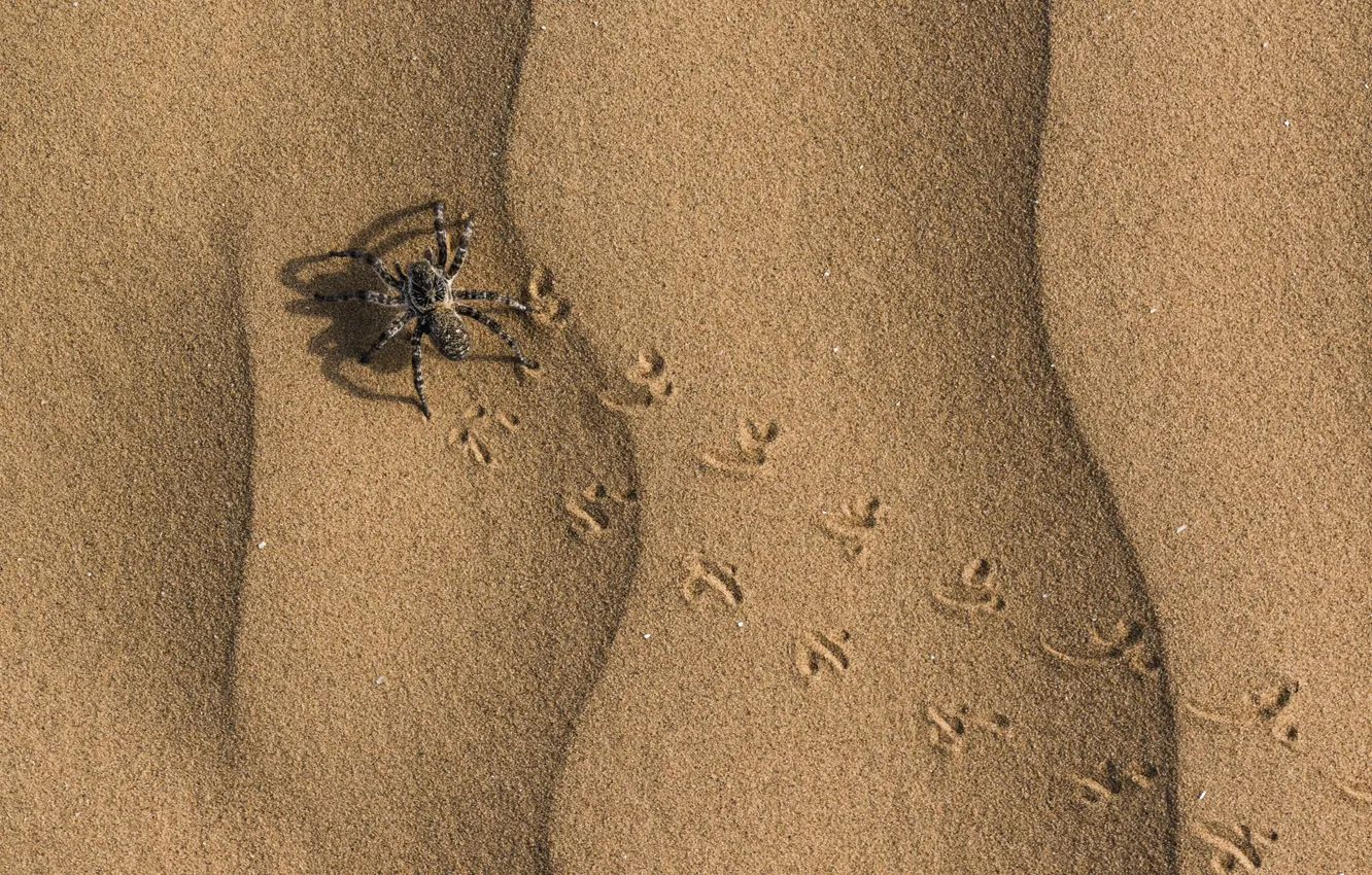 Photo wallpaper sand, Spider, footprints, insect, tarantula