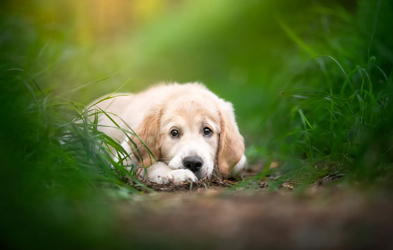 Photo wallpaper grass, look, dog, puppy, face