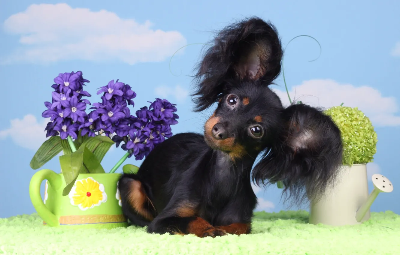 Photo wallpaper summer, the sky, look, clouds, flowers, pose, background, dog