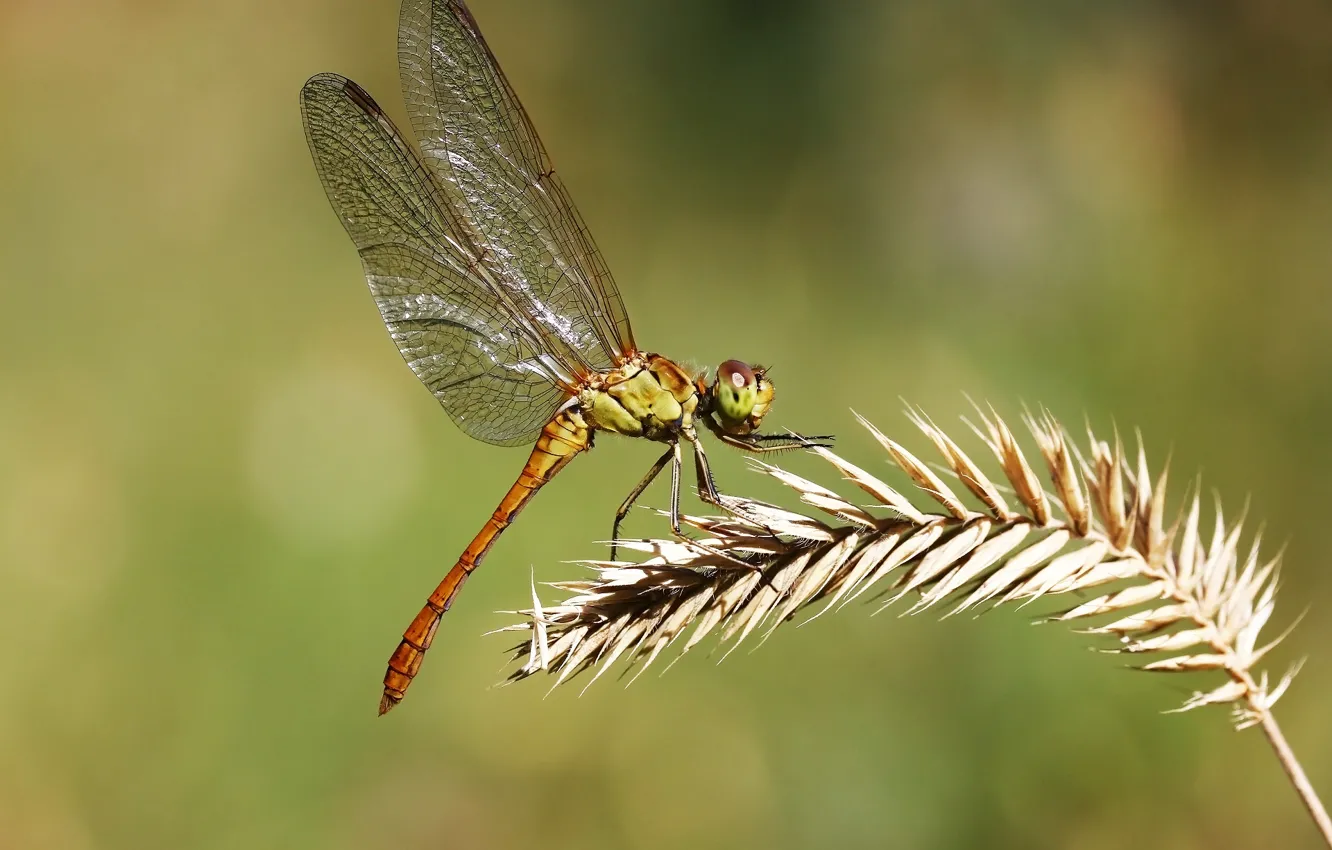 Photo wallpaper background, dragonfly, insect, a blade of grass