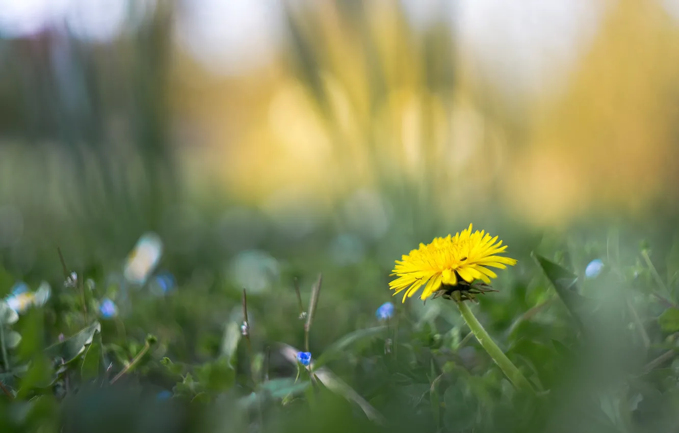 Photo wallpaper grass, dandelion, spring